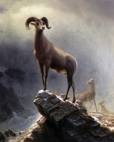 Albert Bierstadt A Rocky Mountain Sheep - Hand Painted Oil Painting
