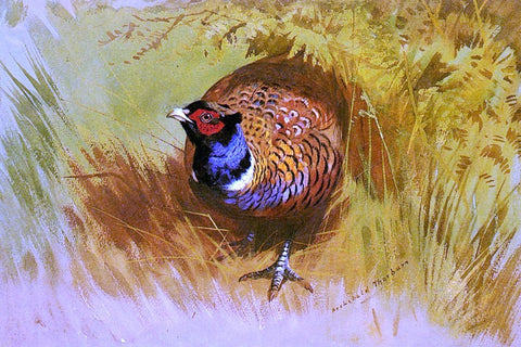  Archibald Thorburn A Cock Pheasant - Hand Painted Oil Painting