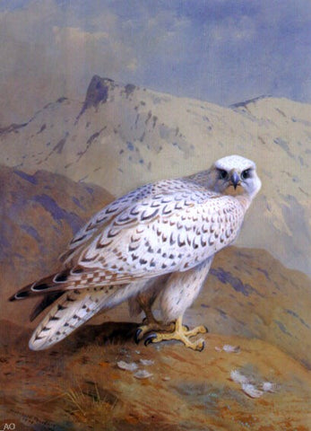  Archibald Thorburn A Greenland, or Gyr Falcon - Hand Painted Oil Painting
