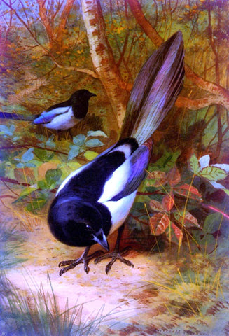  Archibald Thorburn Magpies - Hand Painted Oil Painting