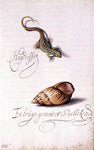 Balthasar Van der Ast Lizard and Shell - Hand Painted Oil Painting