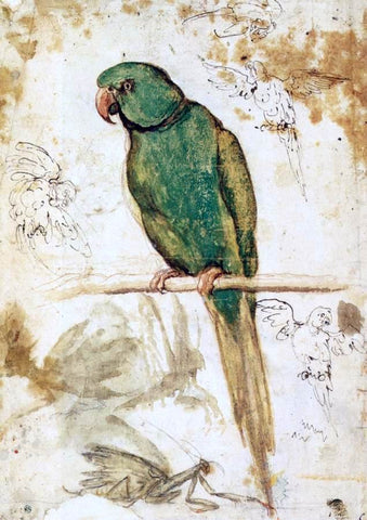 Giovanni Da Udine Study of a Parrot - Hand Painted Oil Painting