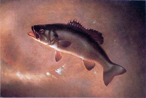  Gurdon Trumbull Broadtail Bass - Hand Painted Oil Painting