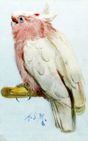  Henry Stacy Marks A Pair Of Leadbetter Cockatoos - Hand Painted Oil Painting