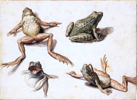  Jacob De II Gheyn Four Studies of Frogs - Hand Painted Oil Painting