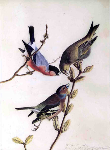  John James Audubon A Chaffinch, Bullfinch and Greenfinch on a Branch of Budding Chestnuts - Hand Painted Oil Painting