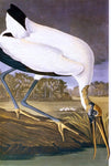  John James Audubon American Stork - Hand Painted Oil Painting