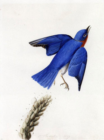  John James Audubon Eastern Bluebird - Hand Painted Oil Painting