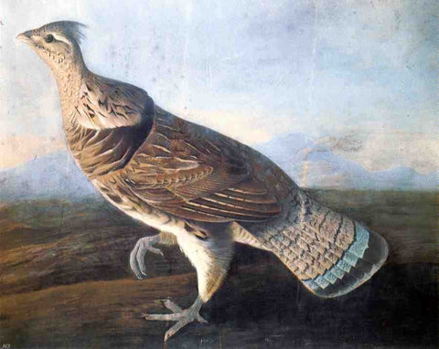  John James Audubon Ruffed Grouse - Hand Painted Oil Painting