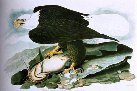  John James Audubon The Bald-Headed Eagle From Birds Of America - Hand Painted Oil Painting