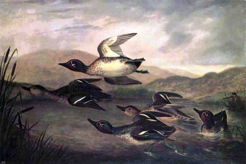  John Woodhouse Audubon Wild Ducks Rising - Hand Painted Oil Painting