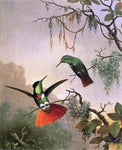  Martin Johnson Heade Two Hooded Visorbearer Hummingbirds - Hand Painted Oil Painting