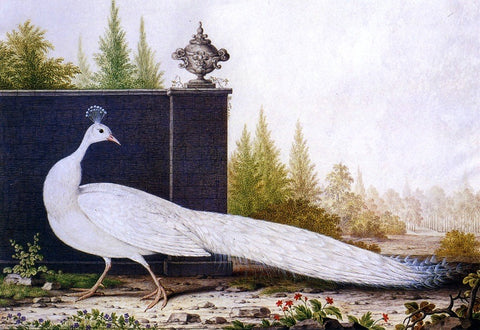  Nicolas Robert The White Peacock - Hand Painted Oil Painting
