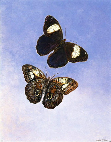  II Titian Ramsey Peale Caligo Martia (Butterflies) - Hand Painted Oil Painting