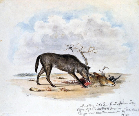  II Titian Ramsey Peale Dusky Wolf (Lupus Nubilus) (also known as Devouring a Mule-Deer Head) - Hand Painted Oil Painting