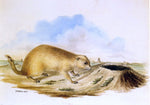  II Titian Ramsey Peale Prairie Dog - Hand Painted Oil Painting