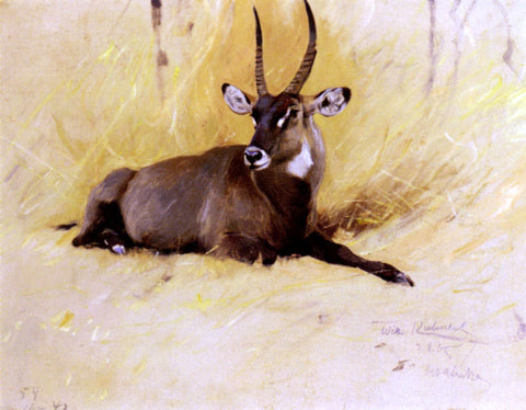  Wilhelm Kuhnert A Common Waterbuck - Hand Painted Oil Painting