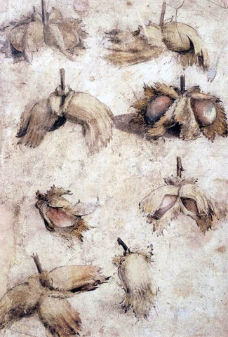  Giovanni Da Udine Studies of Nuts - Hand Painted Oil Painting