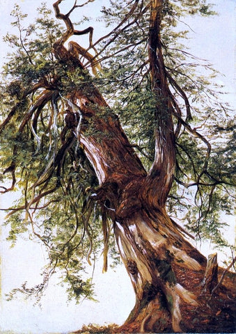  David Johnson Study of a Cedar - Hand Painted Oil Painting