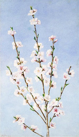 John William Hill Peach Blossoms - Hand Painted Oil Painting