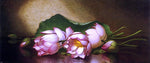  Martin Johnson Heade Egyptian Lotus Blossom - Hand Painted Oil Painting