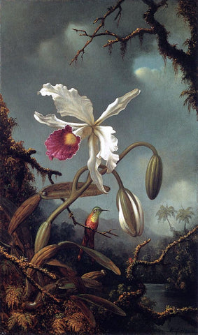  Martin Johnson Heade White Brazilian Orchid - Hand Painted Oil Painting