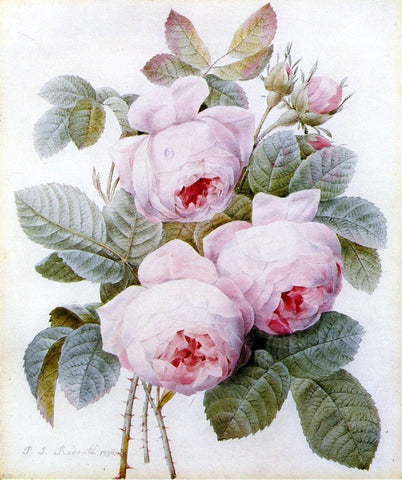  Pierre-Joseph Redoute Roses - Hand Painted Oil Painting