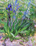  Vincent Van Gogh The Iris - Hand Painted Oil Painting