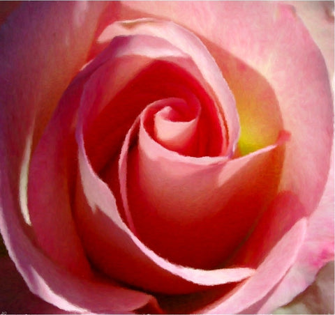  Our Original Collection Gorgeous Pink Rose - Hand Painted Oil Painting