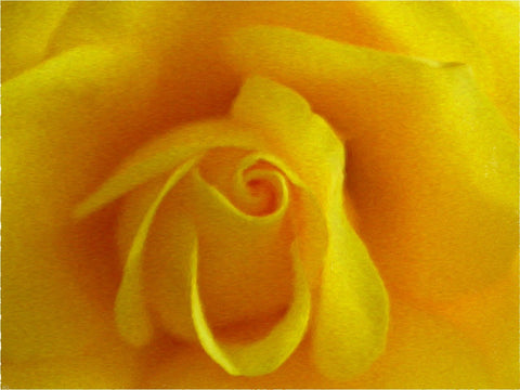  Our Original Collection Yellow Friendship Rose - Hand Painted Oil Painting