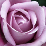  Our Original Collection Beautiful Purple Rose - Hand Painted Oil Painting