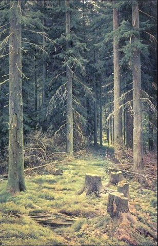  Ivan Ivanovich Shishkin Coniferous Forest - Hand Painted Oil Painting