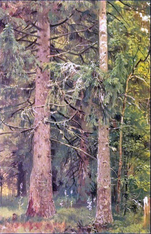  Ivan Ivanovich Shishkin Firry forest (etude) - Hand Painted Oil Painting