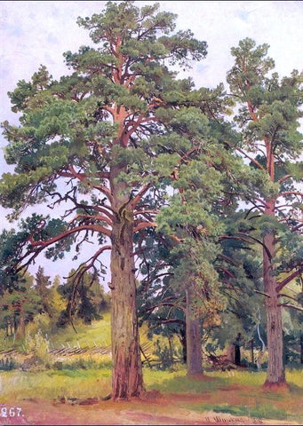  Ivan Ivanovich Shishkin Pine Without Sunshine (etude) - Hand Painted Oil Painting