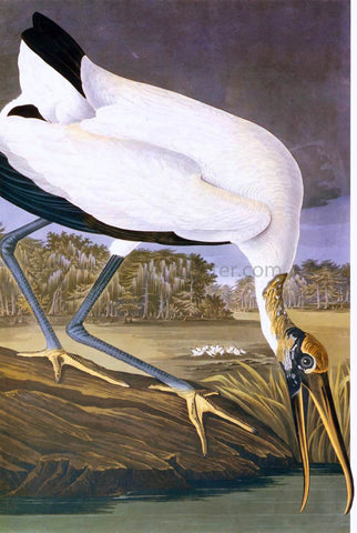  John James Audubon American Stork - Hand Painted Oil Painting