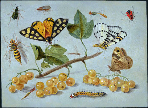  Jan Van I Kessel Butterflies and Insects - Hand Painted Oil Painting