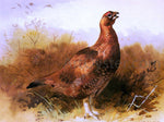  Archibald Thorburn Cock Grouse - Hand Painted Oil Painting