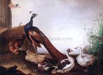  Jakab Bogdany Peacock with Geese and Hen - Hand Painted Oil Painting