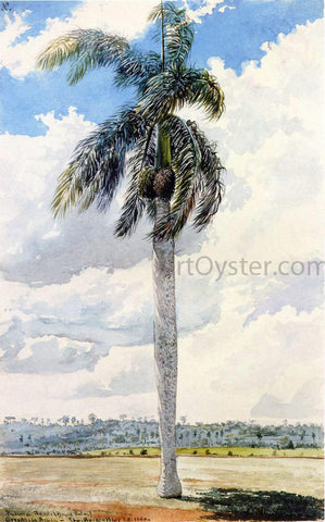  Charles De Wolf Brownell Royal Palm - Hand Painted Oil Painting