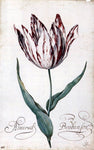 Balthasar Van der Ast Tulip - Hand Painted Oil Painting
