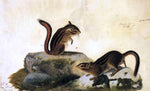  John James Audubon Two Ground Squirrels - Hand Painted Oil Painting