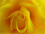  Our Original Collection Yellow Friendship Rose - Hand Painted Oil Painting